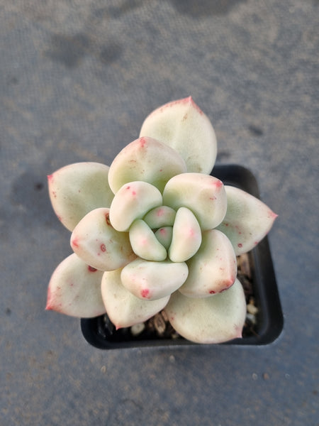 *GLGhybrid(1-1234) Pachyveria Elaine hybrid 香水杂