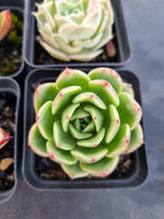 *GLGhybrid(1-1143) Special hybrid pack of 4
