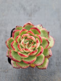 Echeveria 'Puli-lindsayana' 宝丽安娜