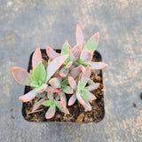 Graptoveria Fred Ives 紫鹤