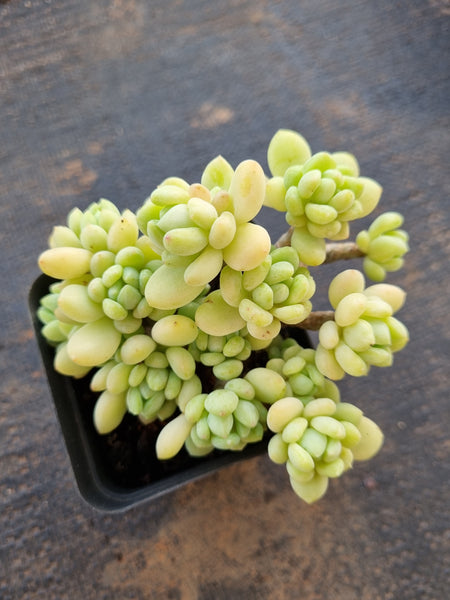 Sedum Clavatum R. T. Clausen 凝脂莲