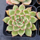 *GLGhybrid(1-505) Special hybrid pack of 4