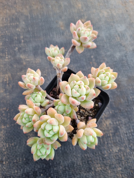 *GLGhybrid(1-355) Echeveria prolifica hybrid 粉蔓杂