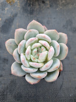 Echeveria Monroe 梦露