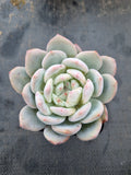 Echeveria Monroe 梦露