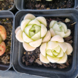 *GLGhybrid(1-1689) Special hybrid pack of 4