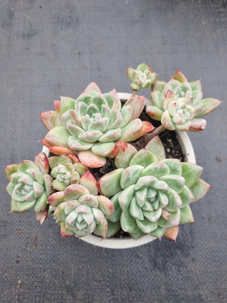 11cm pot Echeveria 'Alba Beauty' 阿尔巴佳人11cm盆