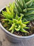 Haworthia variegated No ID