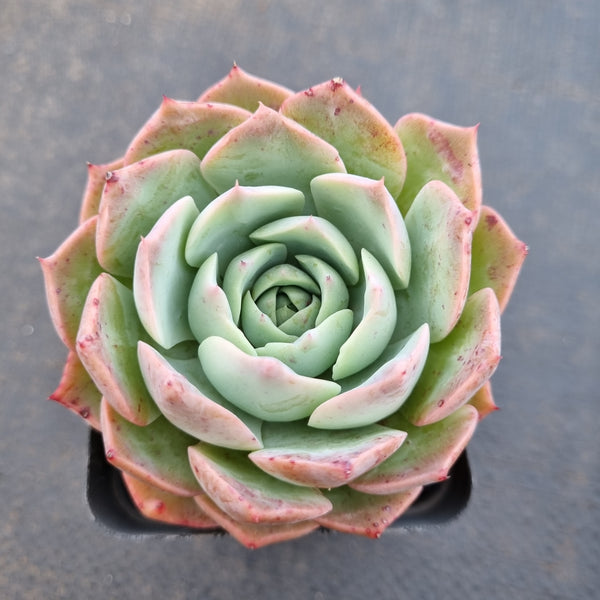 *GLGhybrid(1-1641) Echeveria Reglensis hybrid 红颜杂