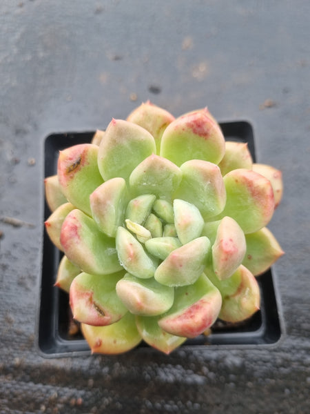 *GLGhybrid(1-1527) Pachyveria Elaine hybrid 香水杂