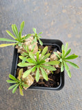 Euphorbia Japonica 'Pineapple Head'