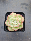 Echeveria 'Strawberry Cake'  草莓泡芙