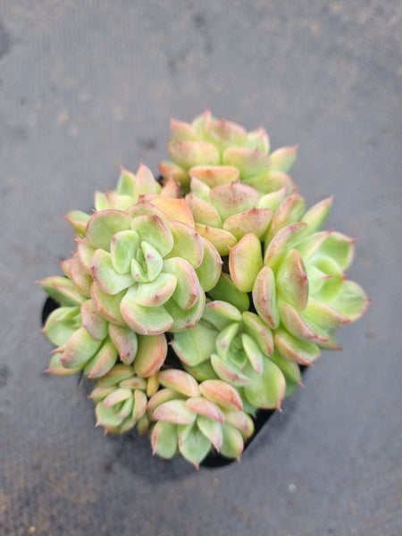 *GLGhybrid(1-1338) Sedum Perezdelarosae hybrid 焦糖精灵杂