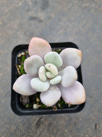 Graptoveria Snow Peach 雪桃