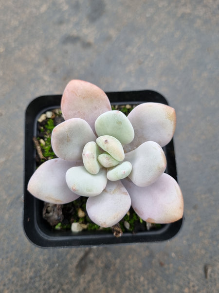 Graptoveria Snow Peach 雪桃