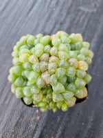 Haworthia cooperi