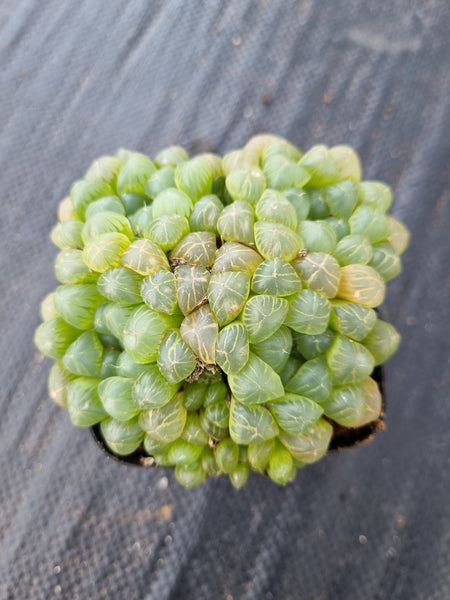 Haworthia cooperi