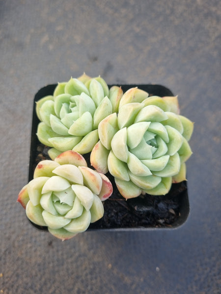 *GLGhybrid(1-1326) Echeveria Elegans 'Alba' hybrid 白月影杂