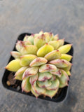 *GLGhybrid(1-915) Echeveria 'Bloody Maria' hybrid 血色玛丽亚杂