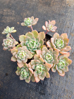 *GLGhybrid(2-266) Echeveria Sierra Hybrid 爱斯诺杂