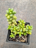 Sedum Hernandezii 绿龟卵