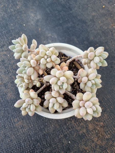 *GLGhybrid(2-317) Graptopetalum Mendozae X Baby Finger 丸姬杂婴儿手指