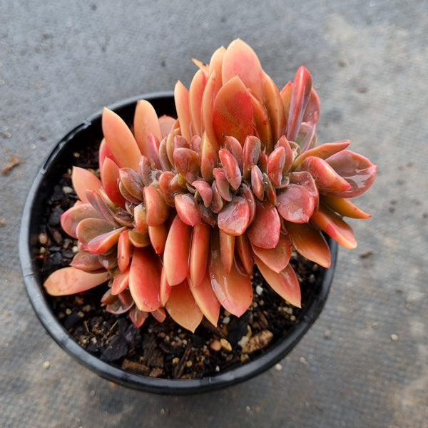 11cm pot Graptoveria Fred Ives crested 紫鹤缀化11cm盆