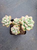 *GLGhybrid(1-338) Graptopetalum ‘Blush Danko’ 绯丸