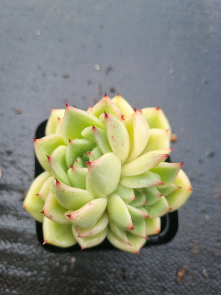 *GLGhybrid(1-1457) Echeveria Agavoides hybrid 冬云杂