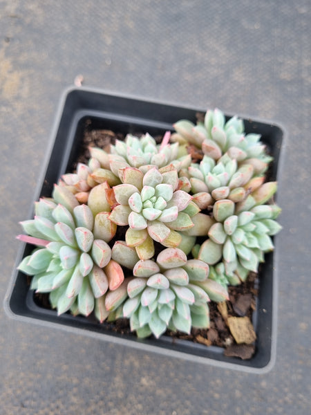 Echeveria Subcorymbosa Lau 030  蓝宝石