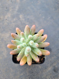 Sedum Pachyphyllum 'Koigokoro'  恋心