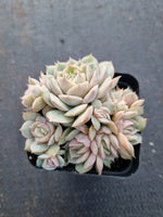 Echeveria cv. Onslow 昂斯诺