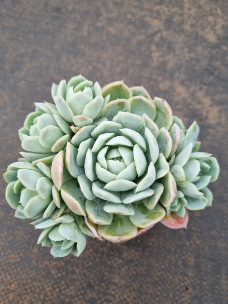 *GLGhybrid(1-1556) Echeveria Mexican Snowball hybrid 墨西哥雪球杂