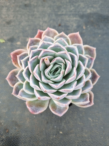 *GLGhybrid(1-1409) Echeveria Simulans Ascension hybrid 蓝丝绒杂