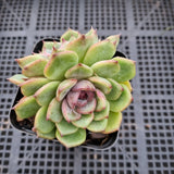 *GLGhybrid(1-461) Echeveria 'Bloody Maria' hybrid 血玛杂