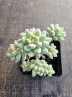 Pachyveria sp. (ice cream）冰淇淋
