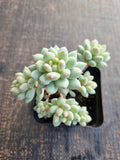 Pachyveria sp. (ice cream）冰淇淋