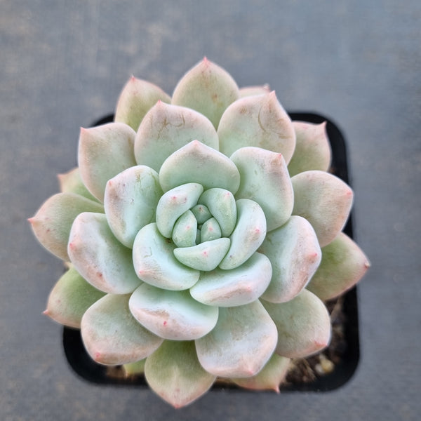 *GLGhybrid(1-1619) Echeveria Blue Bird hybrid 粉蓝鸟杂