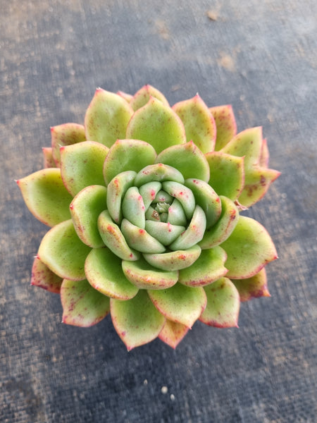 *GLGhybrid(1-375) Echeveria Agavoides hybrid 冬云杂