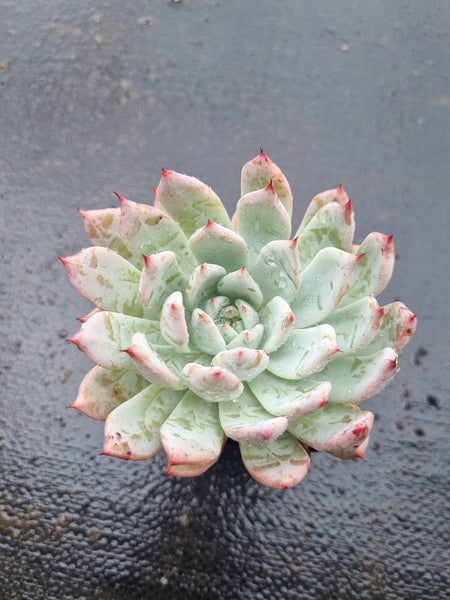 *GLGhybrid(1-1443) Echeveria cuspidata var. Zaragozae hybrid 黑爪杂