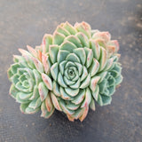 Echeveria Icy Beauty 冰美人