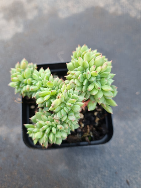 Echeveria Leisal crested
