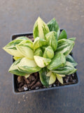 Haworthia Cuspidata Variegata