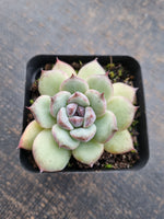 *GLGhybrid(1-713) Echeveria White Bloody Maria 白血玛