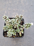 Sedum furfuraceum 群毛豆
