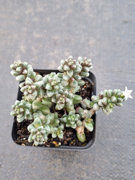 Sedum furfuraceum 群毛豆