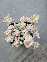 Echeveria Spica 处女座