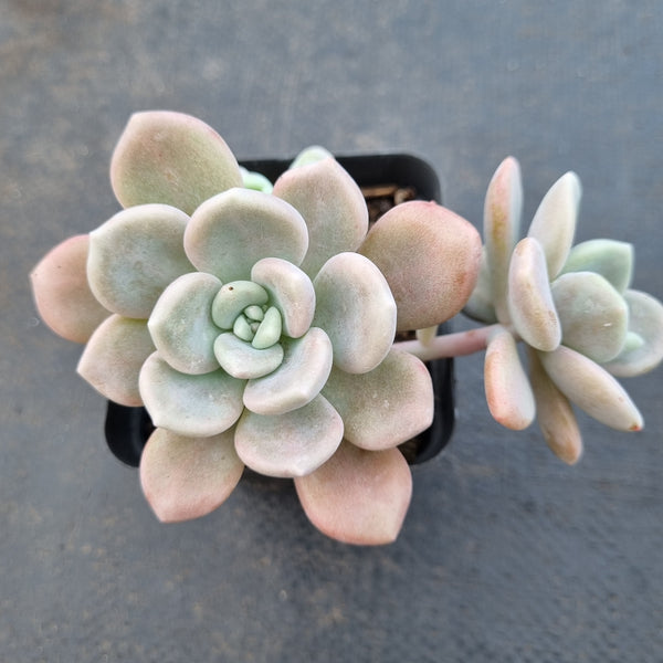 *GLGhybrid(1-1616) Graptopetalum Mendozae X Ellen丸姬杂艾伦