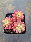 Sedum Rubrotinctum variegata 虹之玉锦