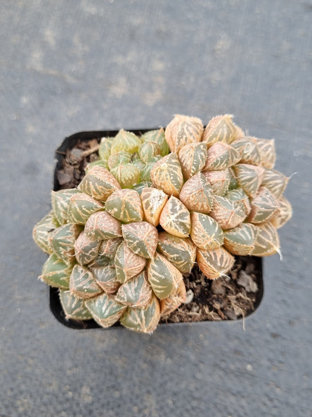 Haworthia no ID